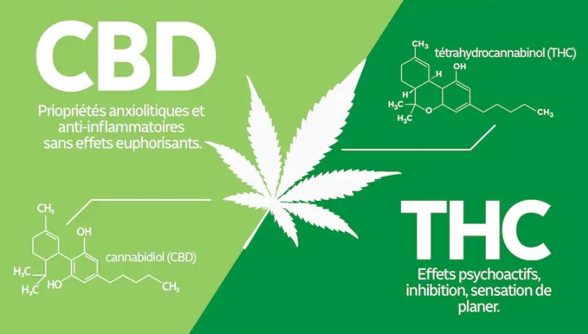 Unterschiede zwischen CBD und THC