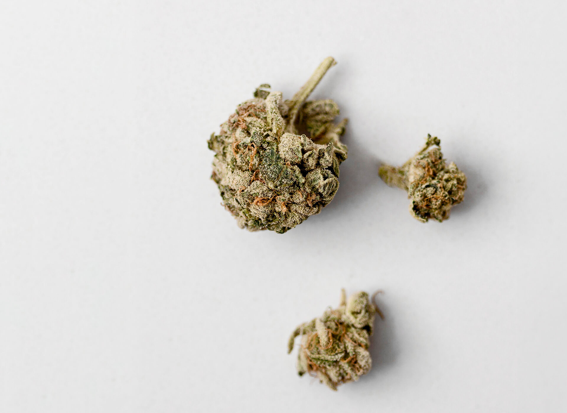 fleurs de CBD sur fond neutre
