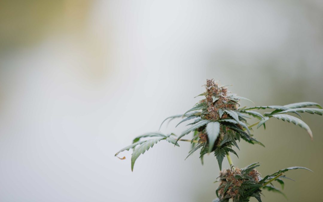 une plante de cannabis