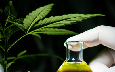 Les cannabinoïdes et leurs effets