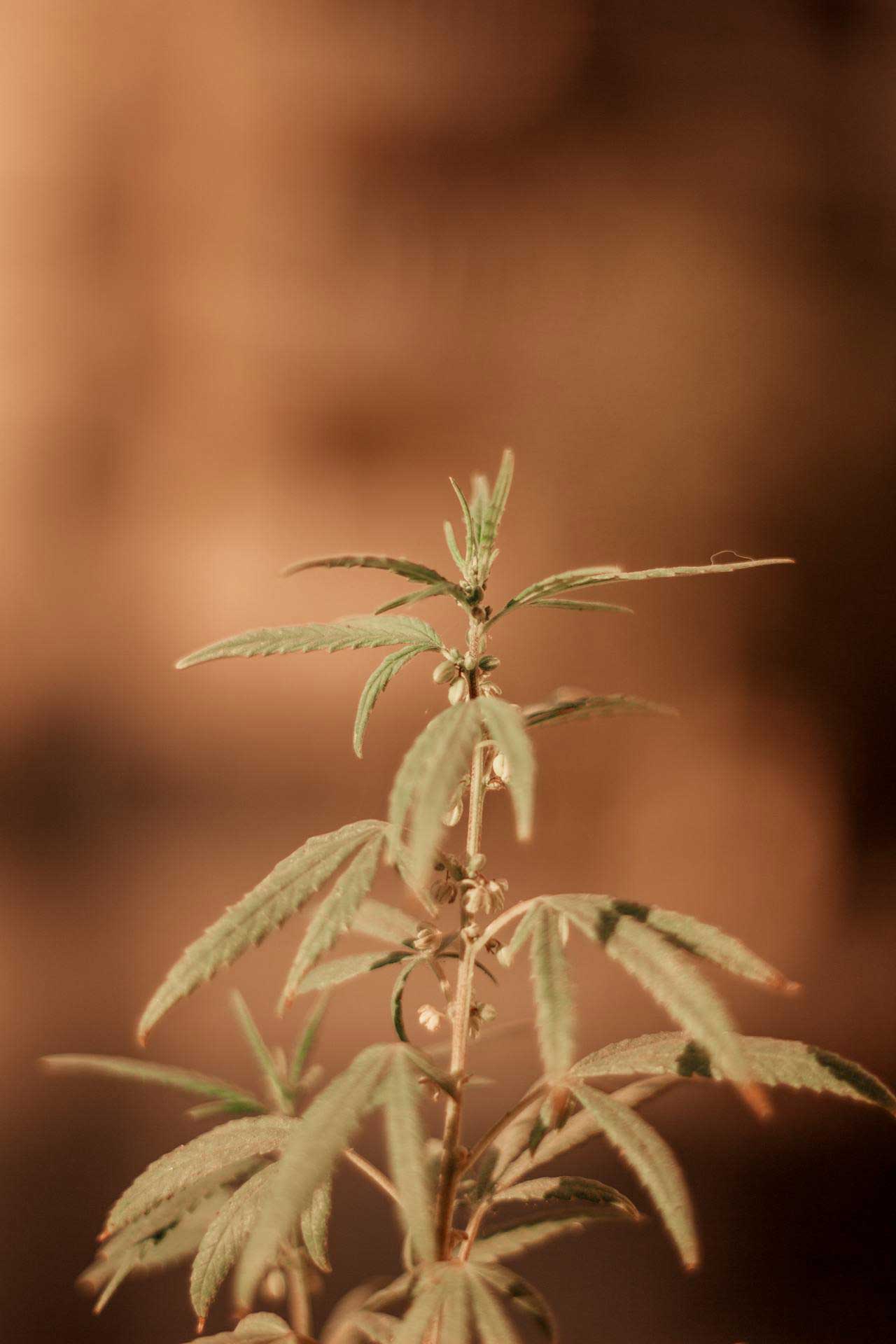 cannabis-plante-medicinal cannabis plante médicinale
