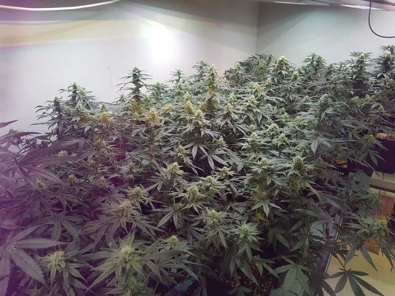 phase de floraison de la toute première culture indoor de CBD.