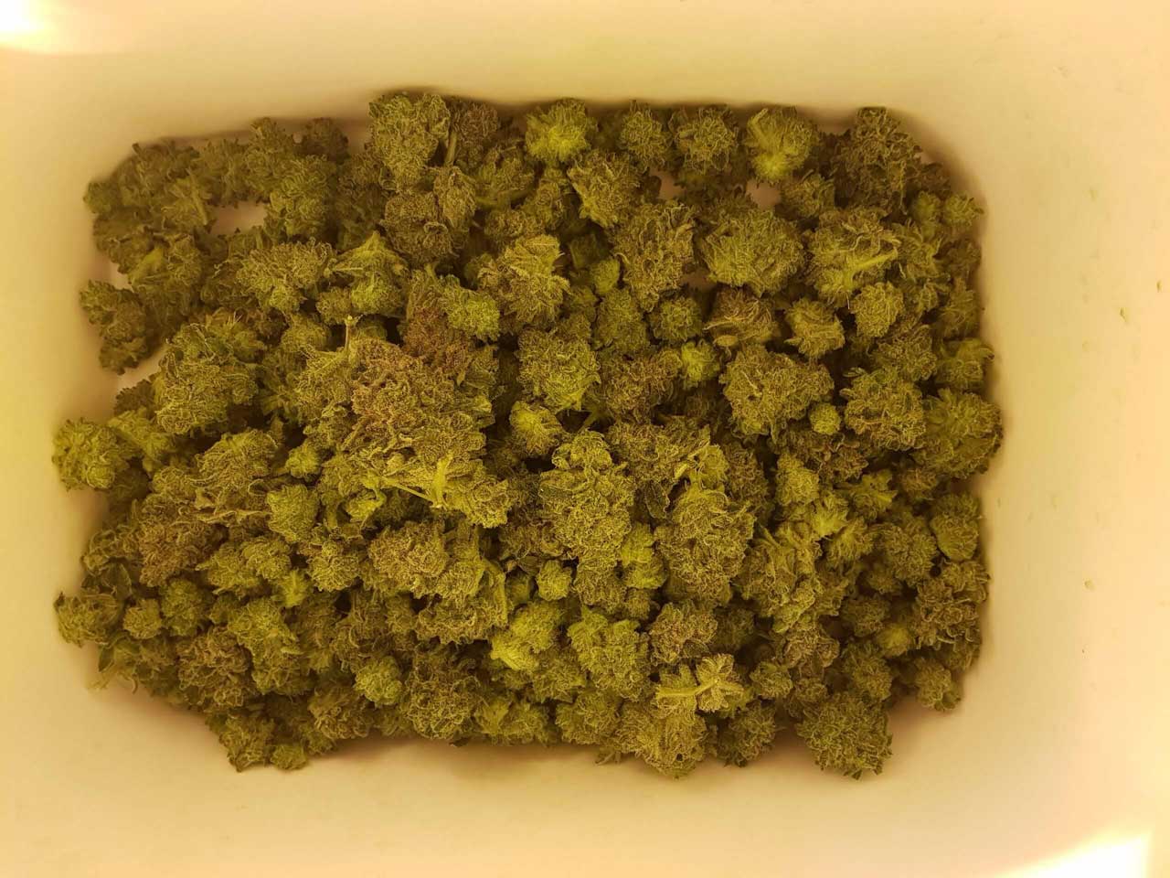 phase de récolte de la toute première culture indoor de CBD.