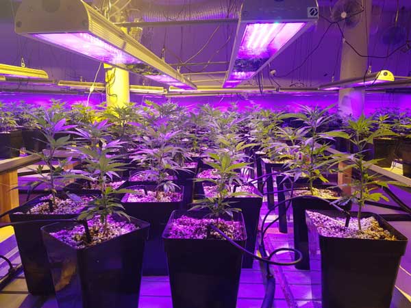 première culture de CBD sous led