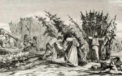 Histoire et culture du chanvre