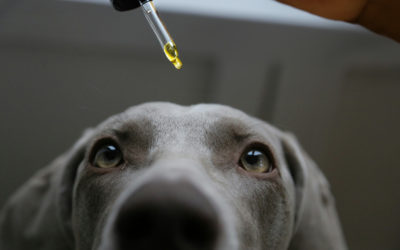 Huile de CBD pour animaux