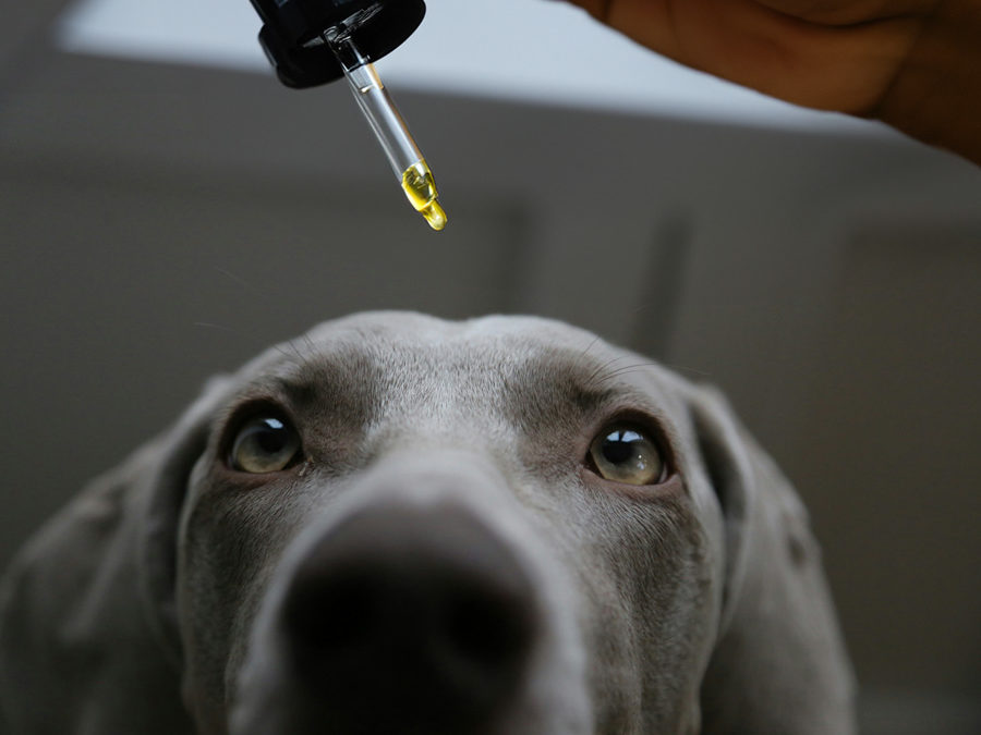 Huile pour aniamux en concentration adapté pour grand chien ou petits chiens et chats